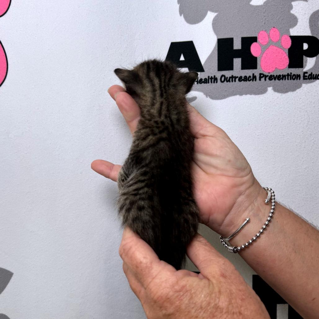 Alfred, Adoptable, Kitten Male American Shorthair & Domestic Short Hair.