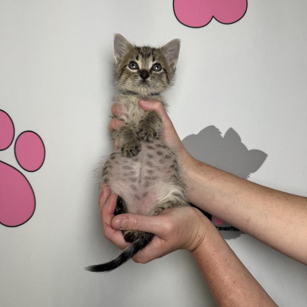 Alfred, a Adoptable mixed breed in Milton, FL image 4/6