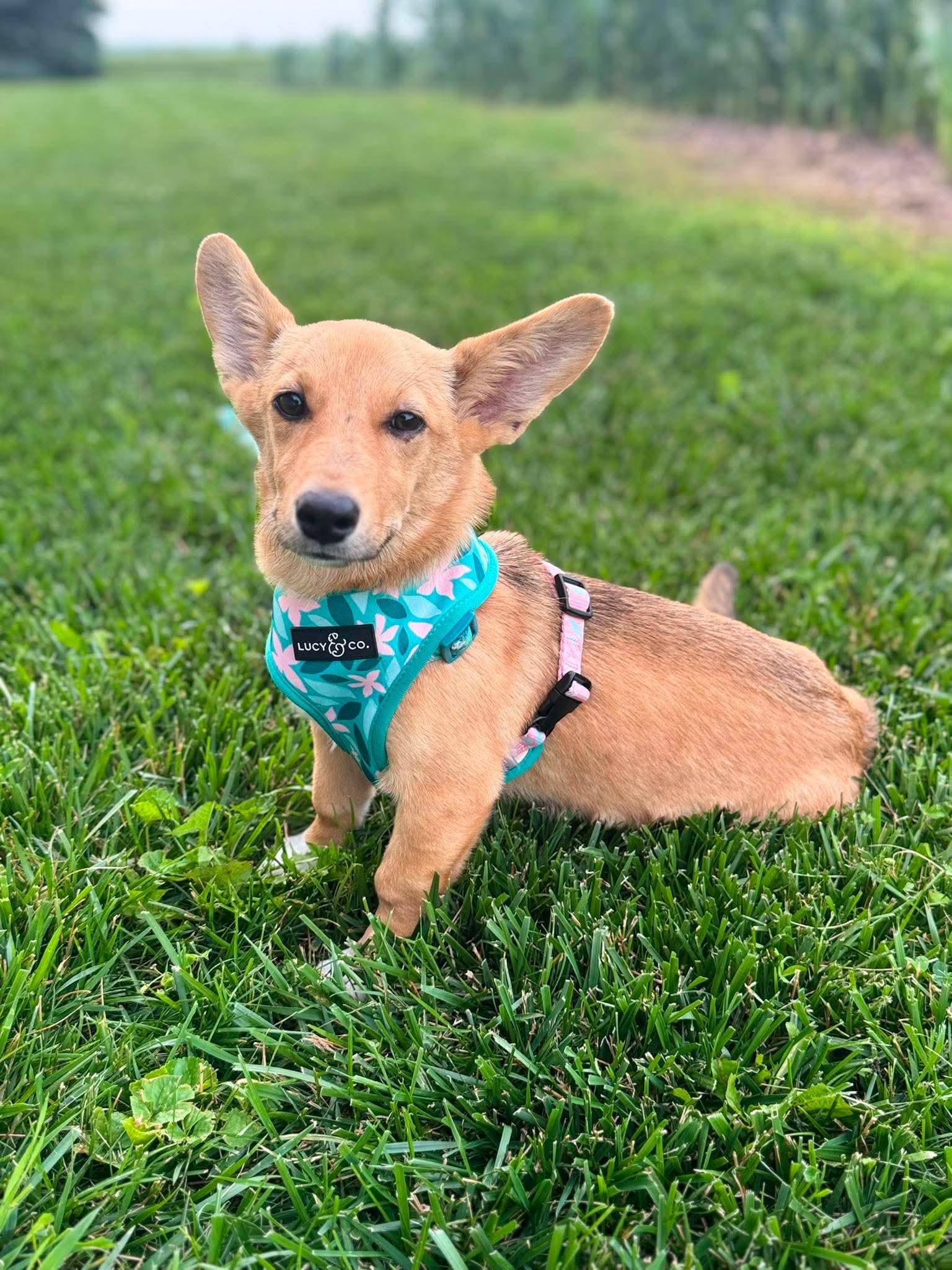 Honey, an adopted mixed breed in Byron, IL image 1/3