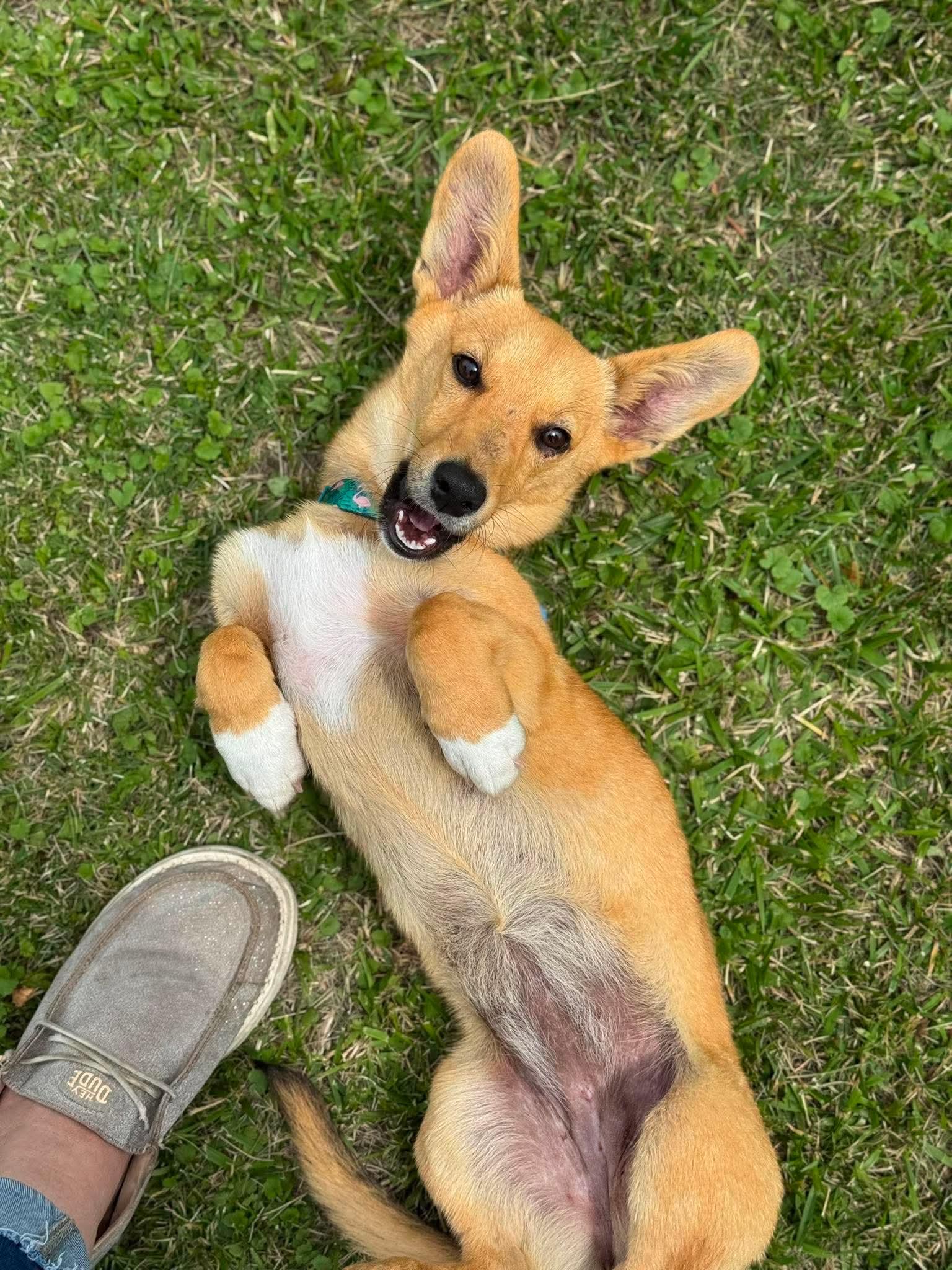 Honey, an adopted mixed breed in Byron, IL image 2/3