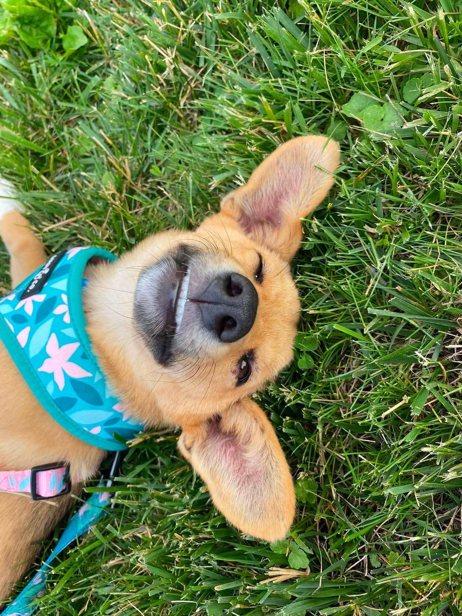 Honey, an adopted mixed breed in Byron, IL image 3/3