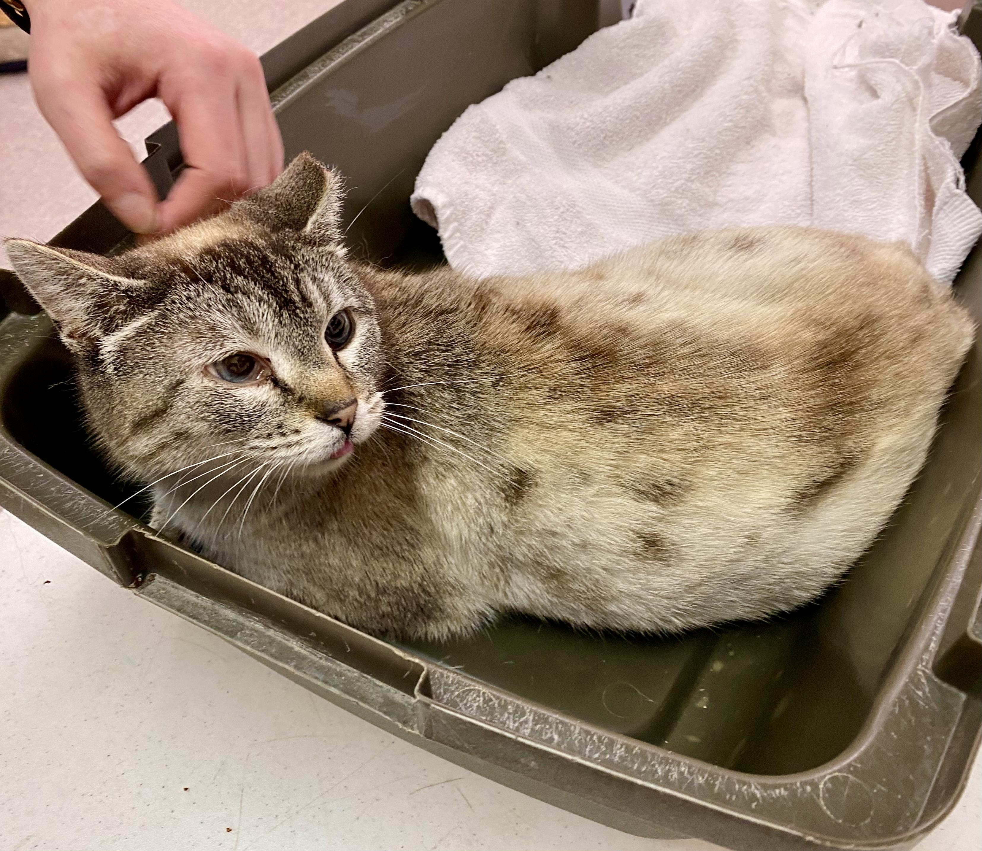 Shadow, an adoptable Siamese in Pocatello, ID, 83201 | Photo Image 2