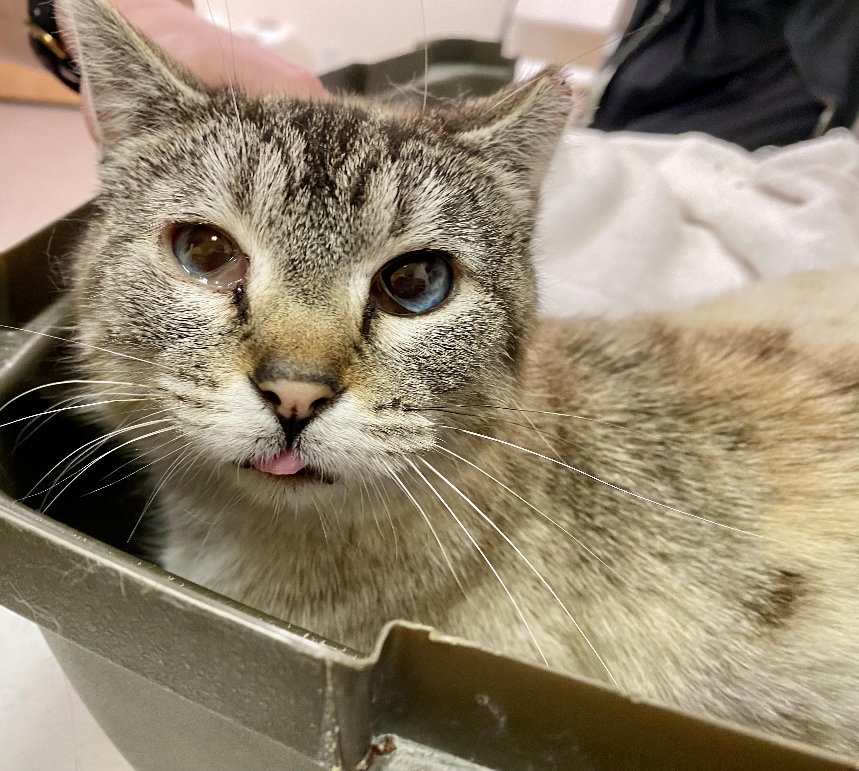 Shadow, an adoptable Siamese in Pocatello, ID, 83201 | Photo Image 3