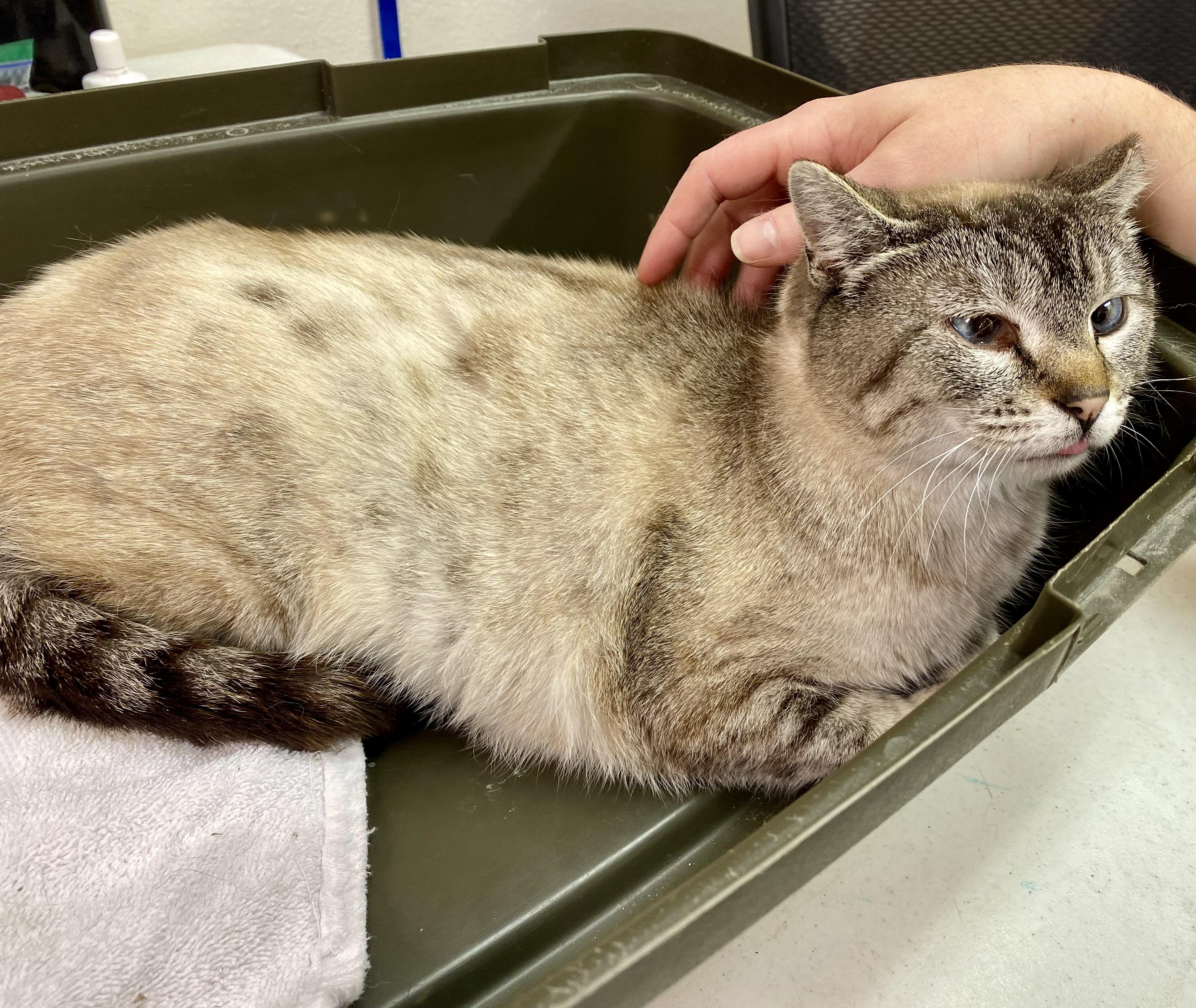 Shadow, an adoptable Siamese in Pocatello, ID, 83201 | Photo Image 4