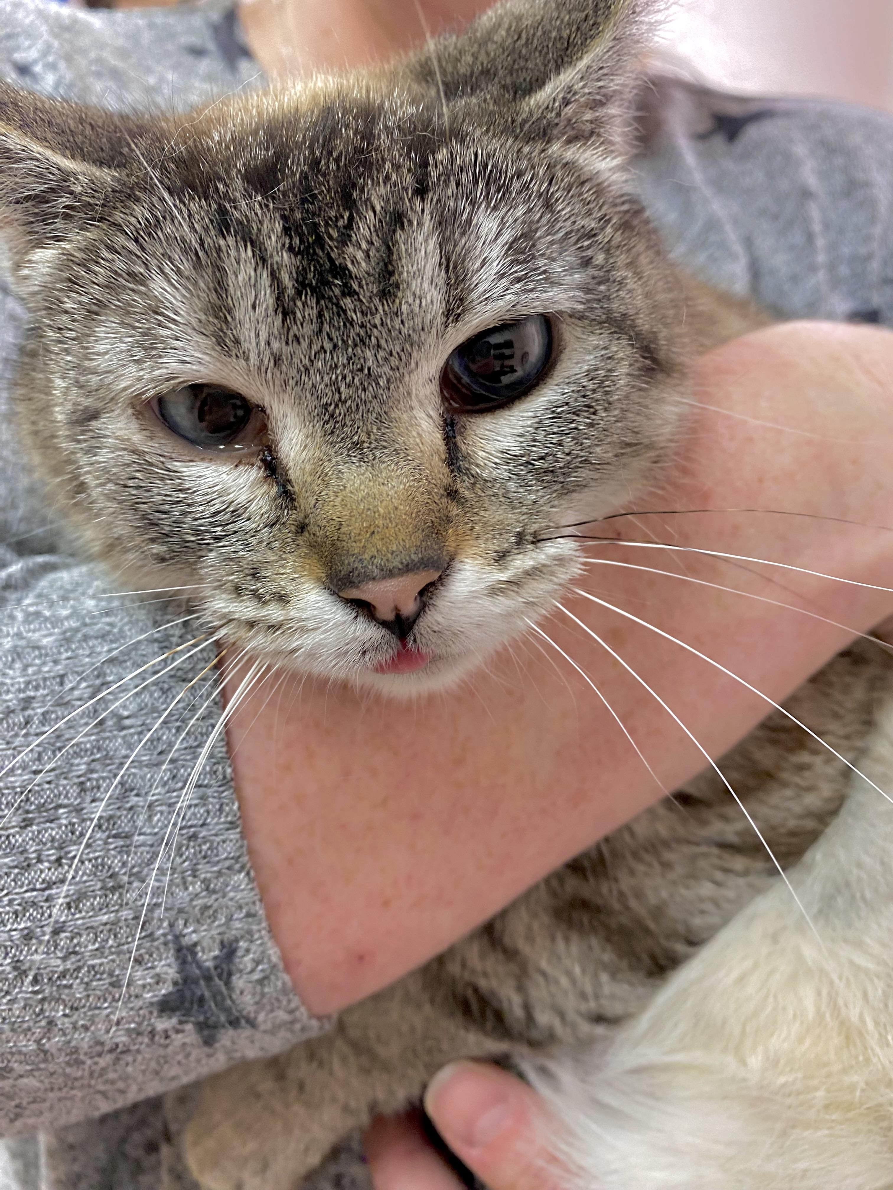 Shadow, an adoptable Siamese in Pocatello, ID, 83201 | Photo Image 1