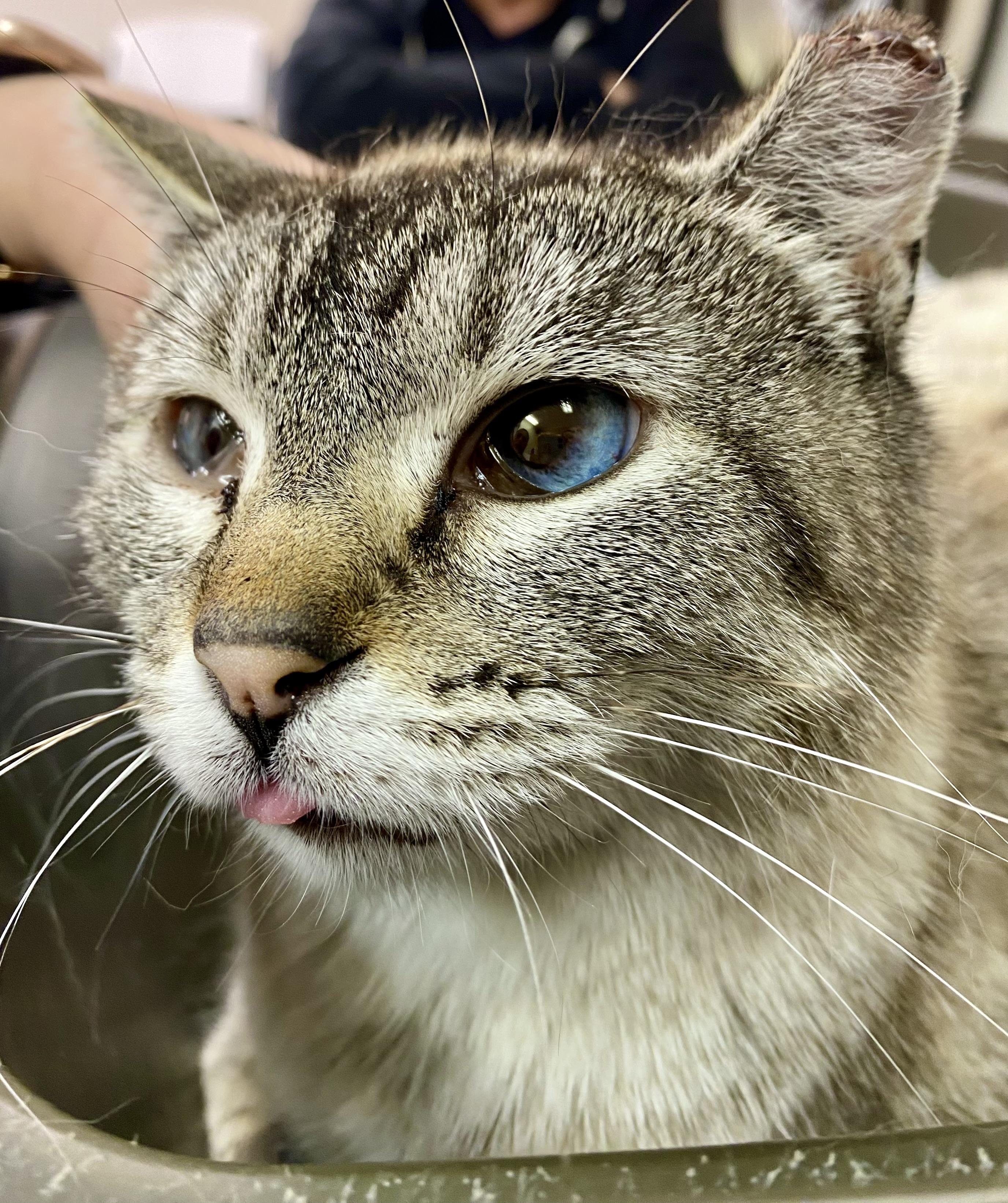 Shadow, a Adoptable Siamese in Pocatello, ID image 6/6