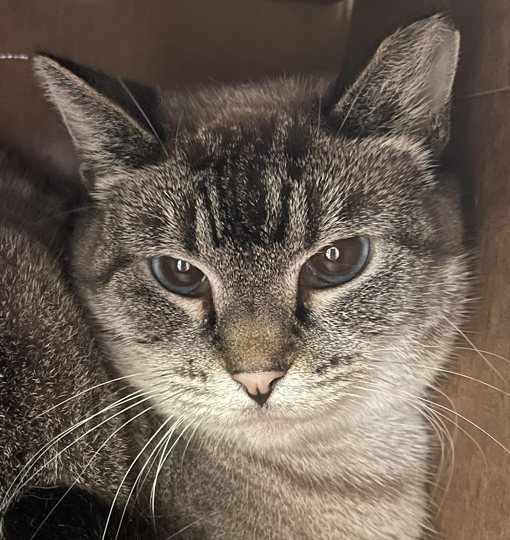 Shadow, Adoptable, Adult Female Siamese.