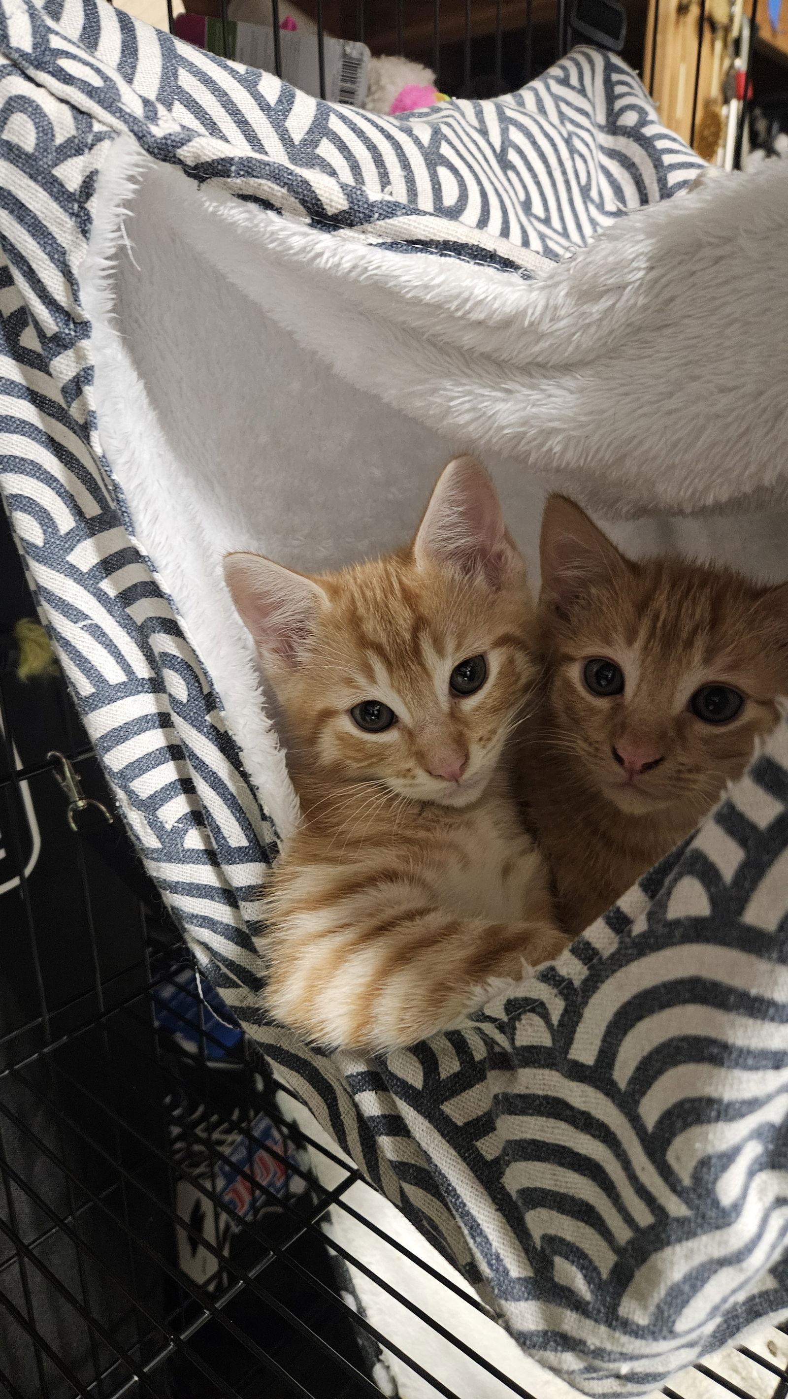 Taz (bonded with Sherbert), a Adoptable Domestic Medium Hair in Antioch, CA image 2/3