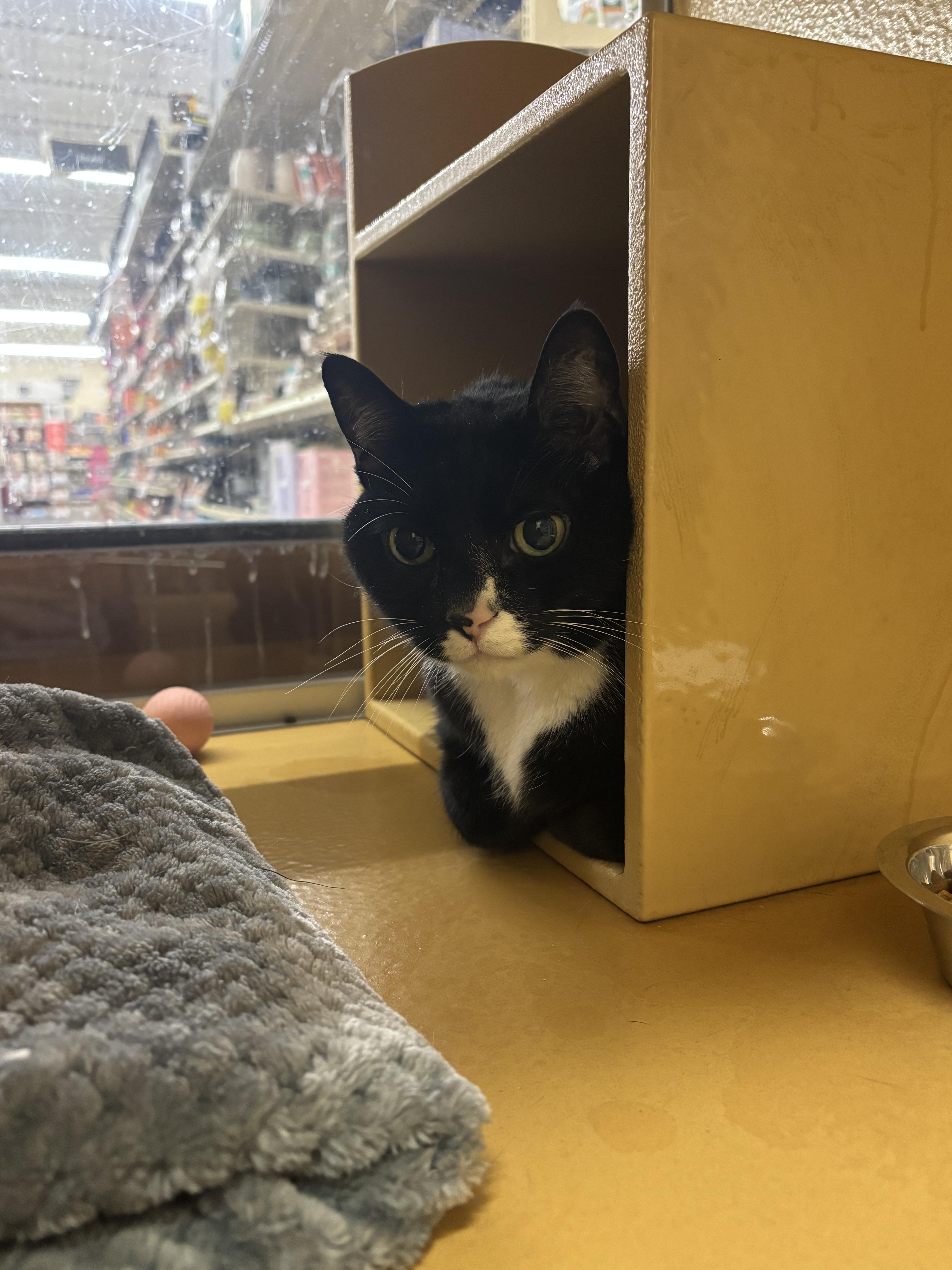 Jeff, ADOPTABLE, Young Male Domestic Short Hair.