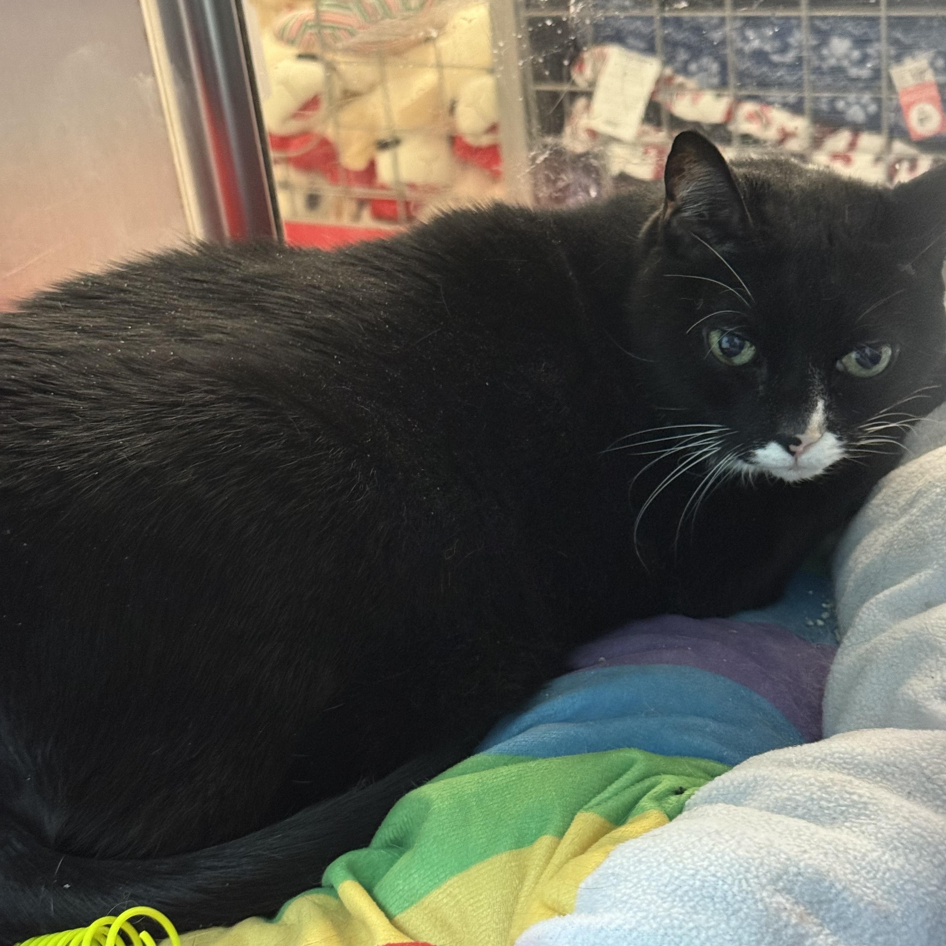 Jeff, a ADOPTABLE Domestic Short Hair in Worcester, MA image 2/5