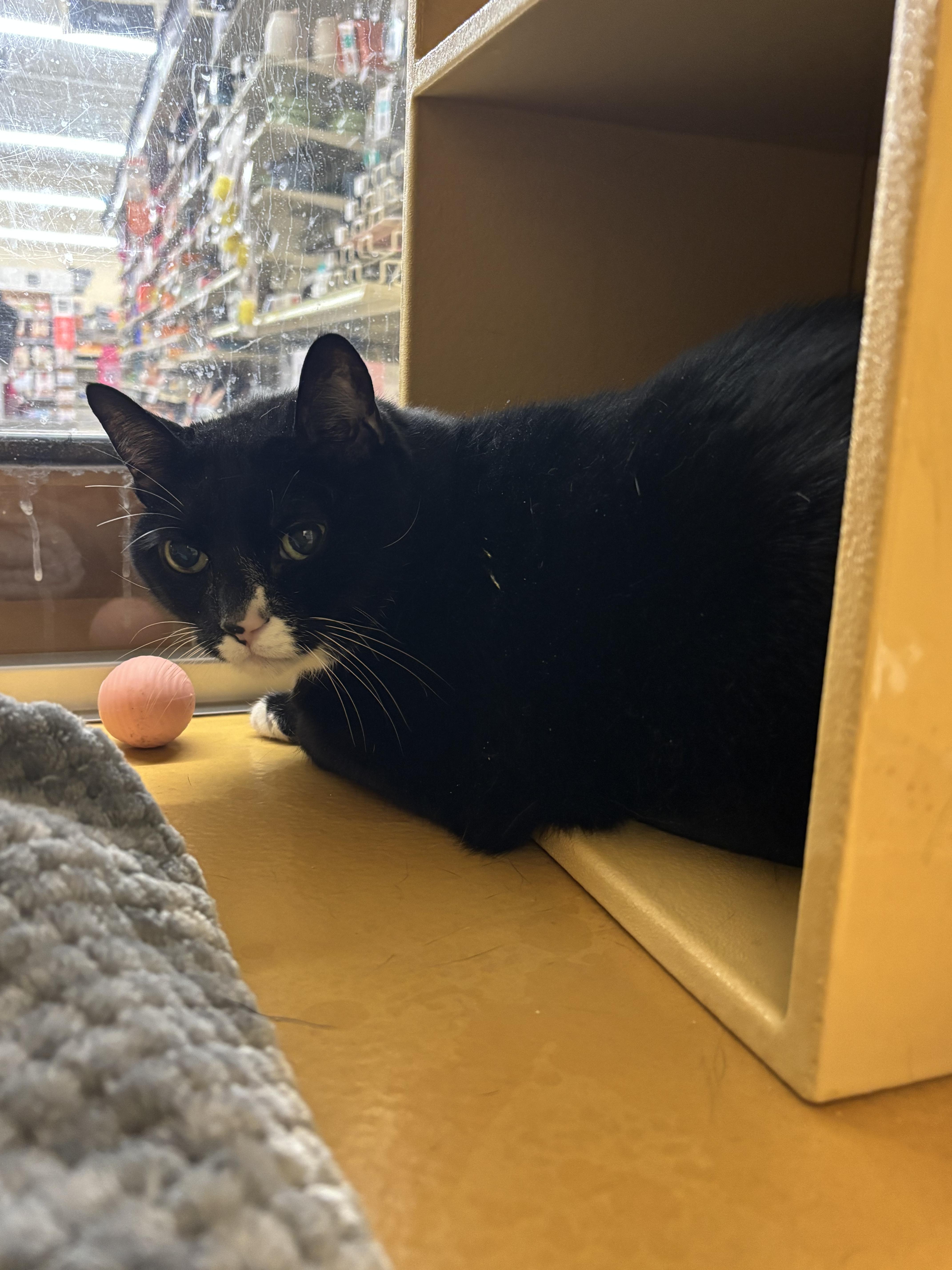 Jeff, a ADOPTABLE Domestic Short Hair in Worcester, MA image 3/5