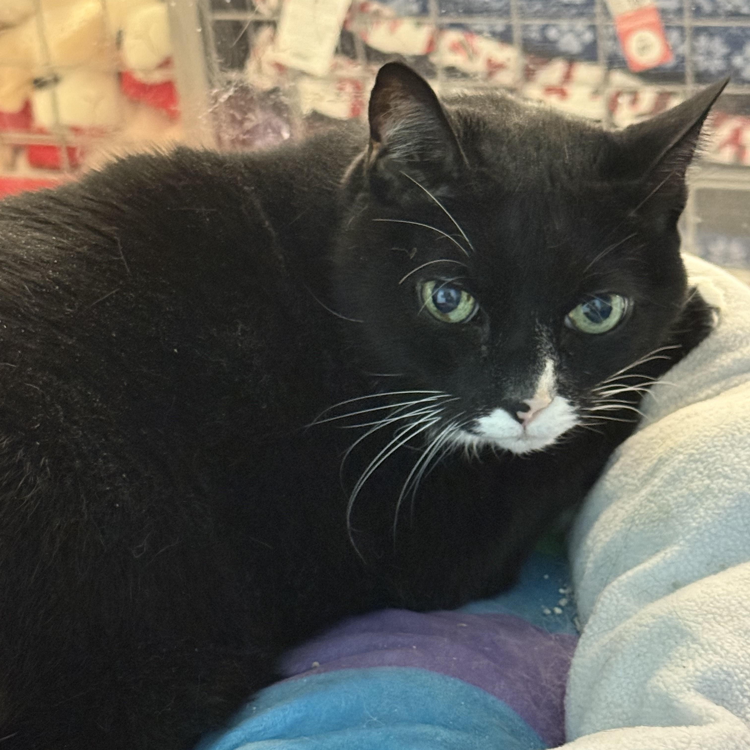 Jeff, a ADOPTABLE Domestic Short Hair in Worcester, MA image 4/5