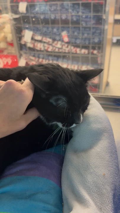 Enlarge Jeff, a ADOPTABLE Domestic Short Hair in Worcester, MA video 5/5