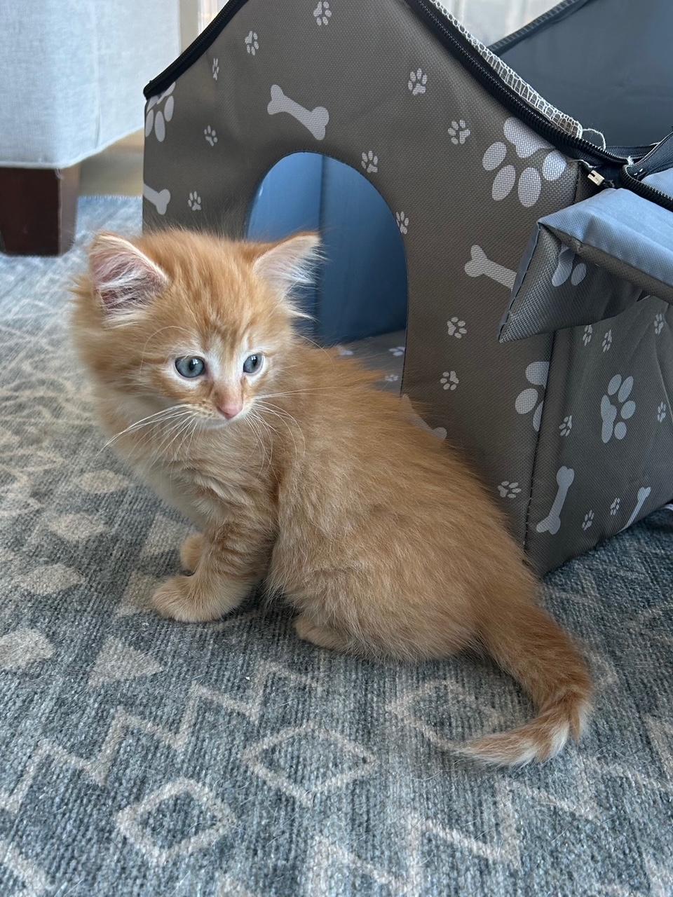 Muffin and Toasty, a ADOPTABLE Domestic Medium Hair in Darien, CT image 5/5