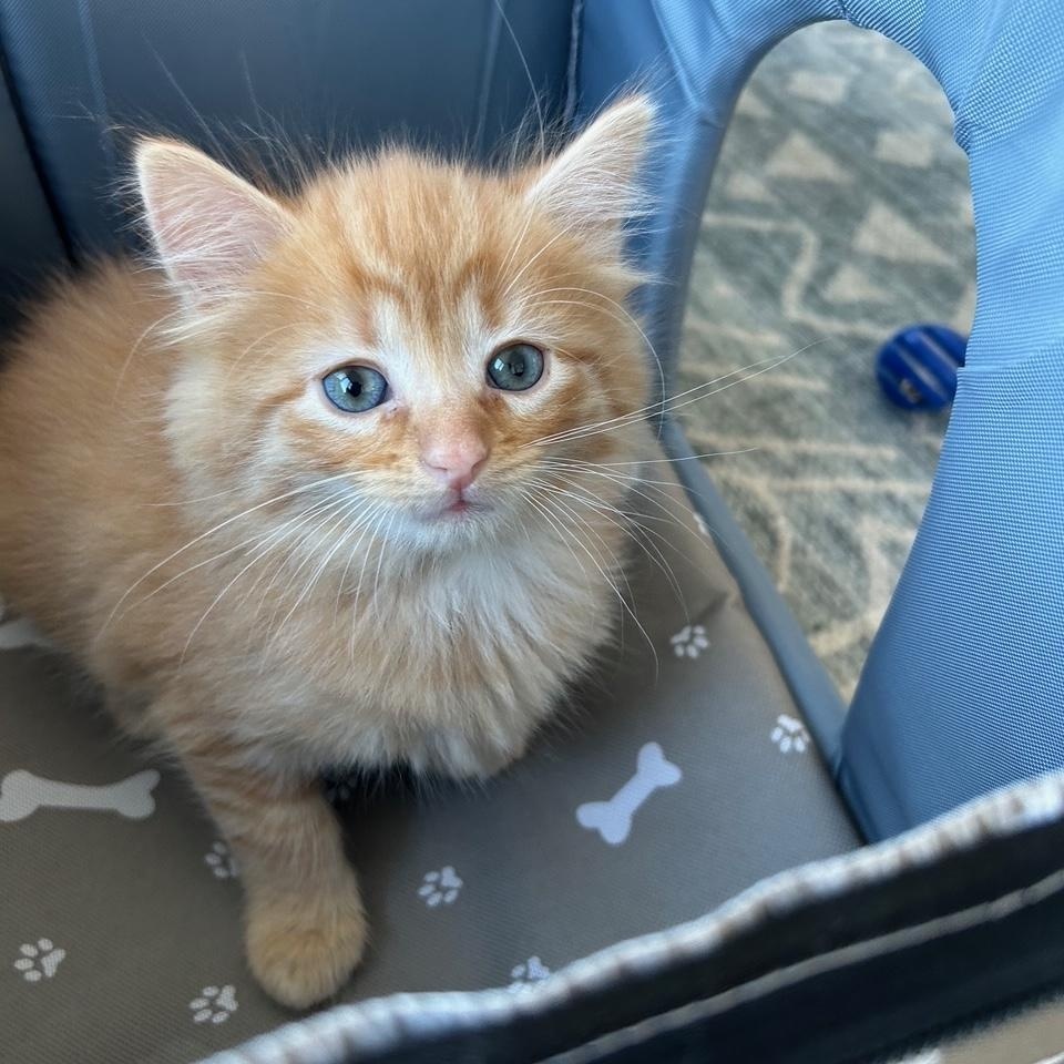 Muffin and Toasty, a ADOPTABLE Domestic Medium Hair in Darien, CT image 4/5