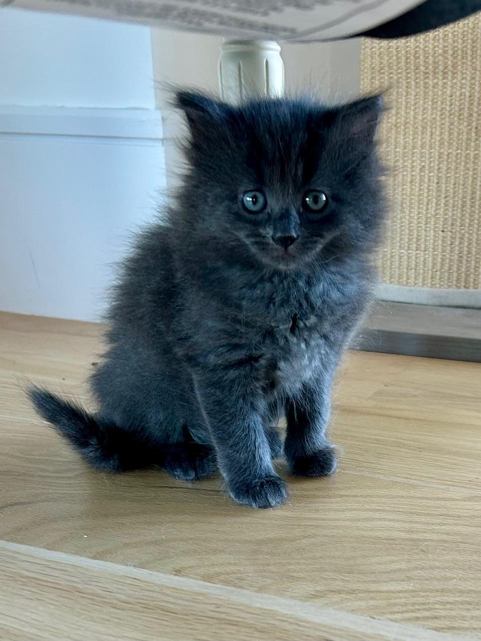Muffin and Toasty, a ADOPTABLE Domestic Medium Hair in Darien, CT image 2/5