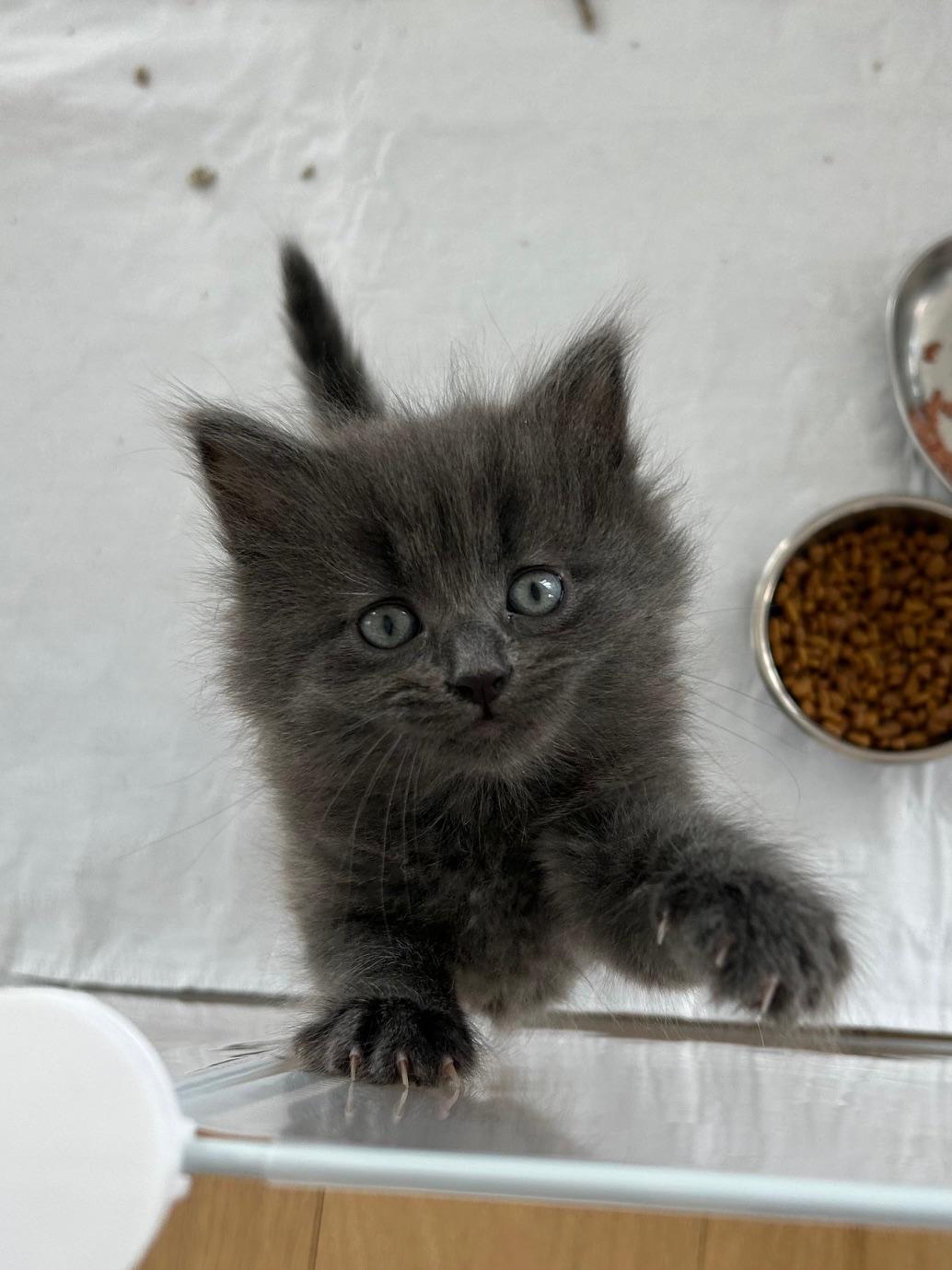Muffin and Toasty, a ADOPTABLE Domestic Medium Hair in Darien, CT image 3/5
