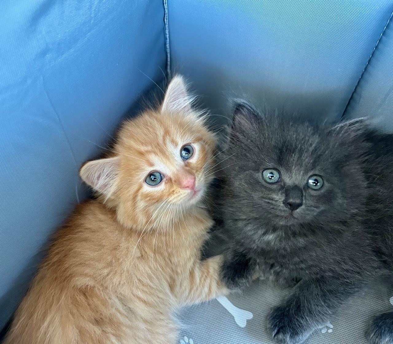 Muffin and Toasty, ADOPTABLE, Kitten Male Domestic Medium Hair.