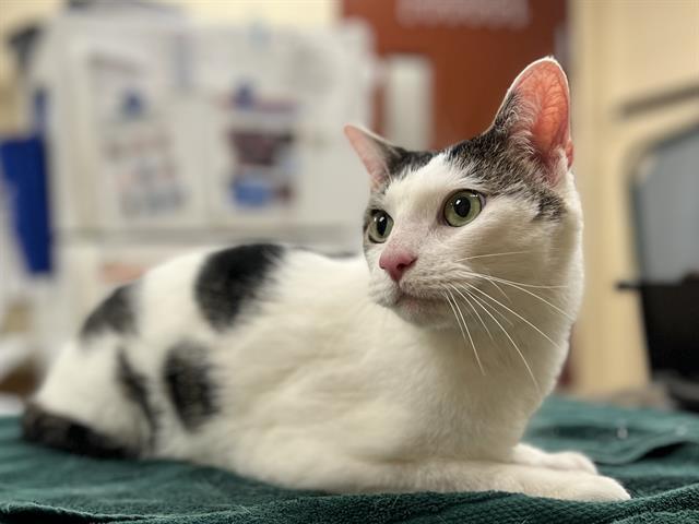 DRACO, Adoptable, Adult Male Domestic Short Hair.