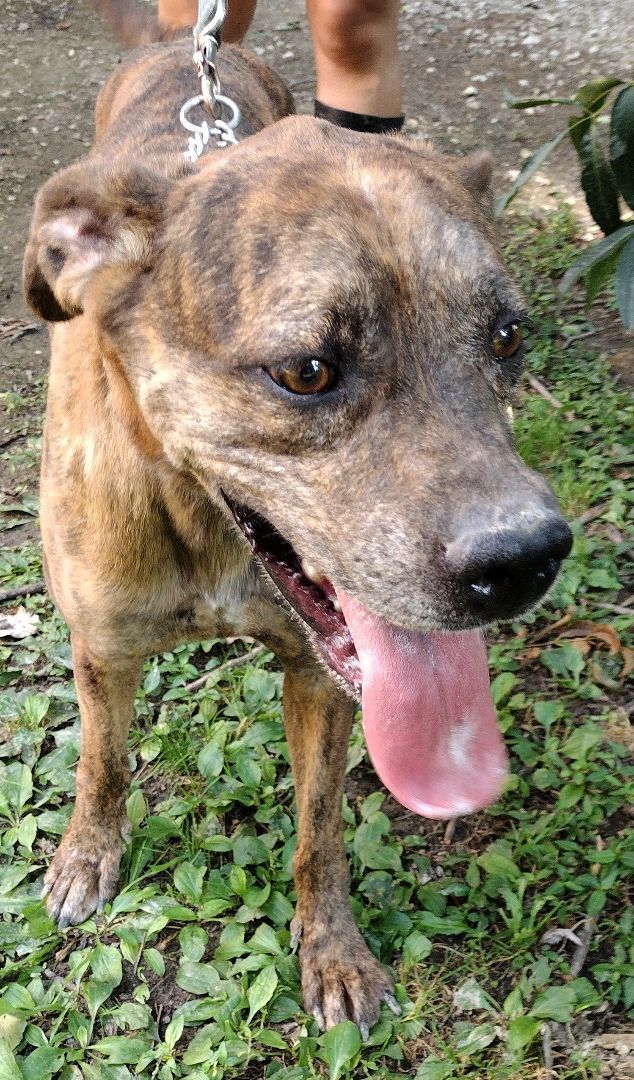 Friend, Adoptable, Adult Male Plott Hound.