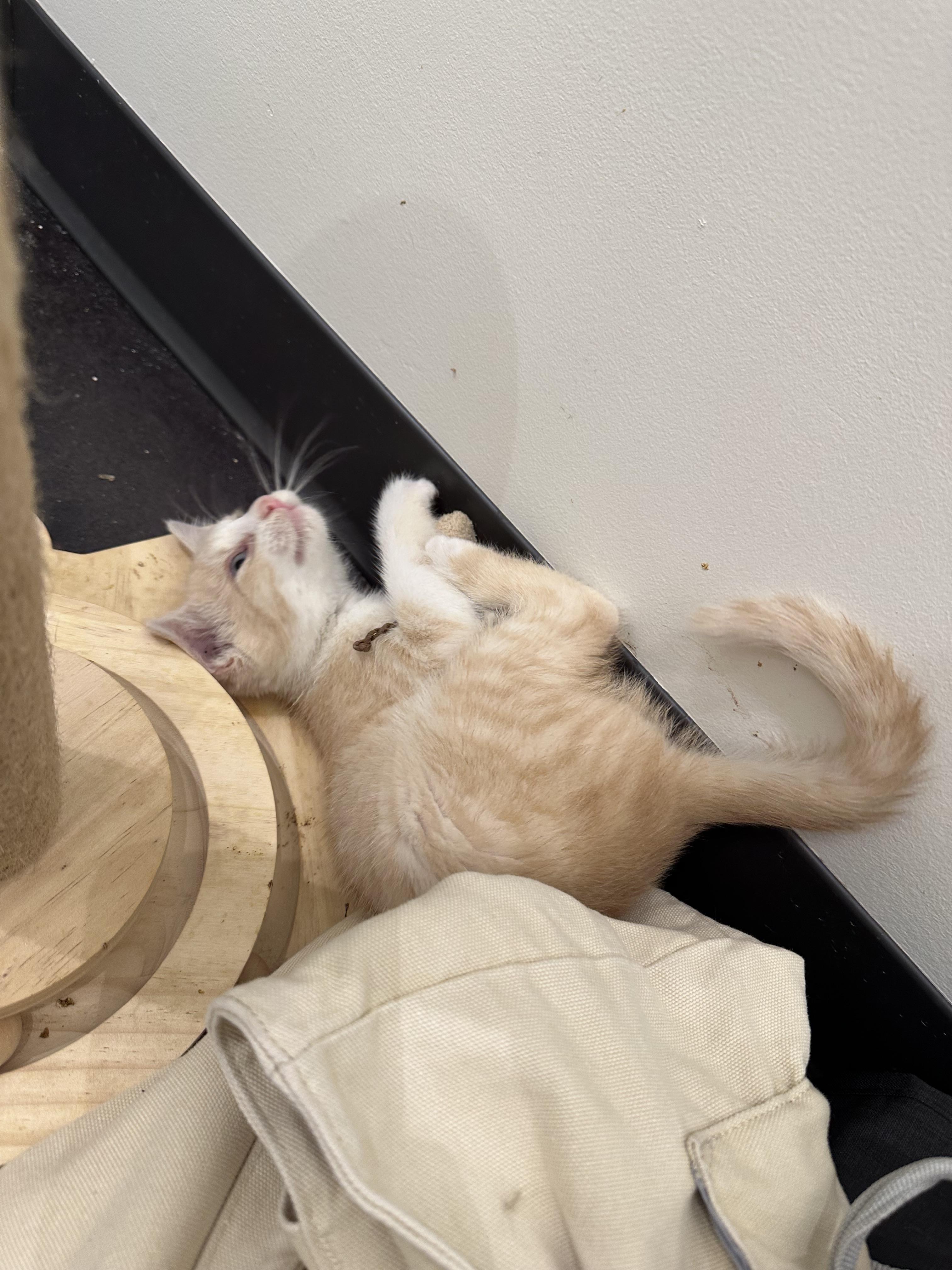 Enlarge Zuba, a Adoptable Domestic Short Hair in Minneapolis, MN image 3/4