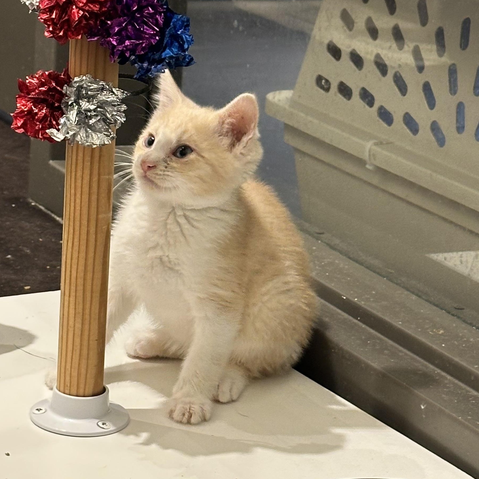 Enlarge Zuba, a Adoptable Domestic Short Hair in Minneapolis, MN image 1/4