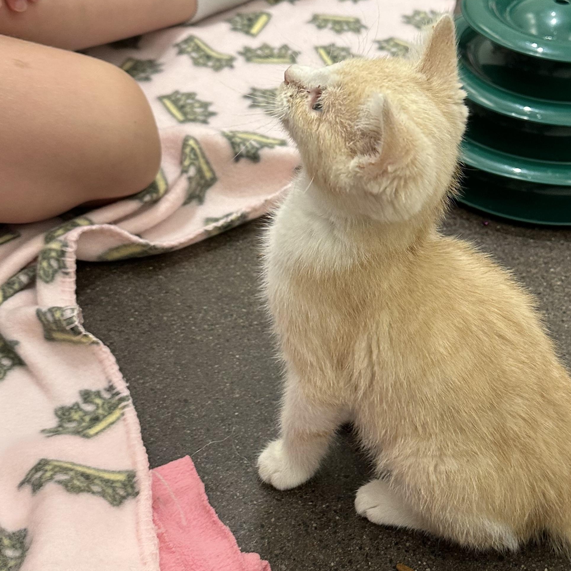 Enlarge Zuba, a Adoptable Domestic Short Hair in Minneapolis, MN image 2/4
