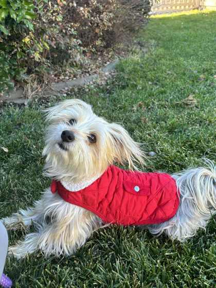 Peanut, Adoptable, Senior Female Yorkshire Terrier & Mixed Breed.