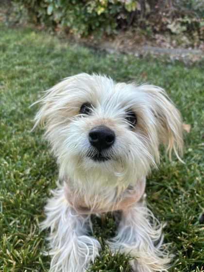 Enlarge Peanut, a Adoptable mixed breed in Portola, CA image 2/3