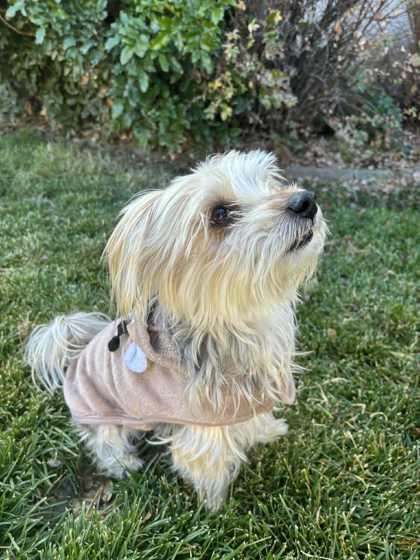 Enlarge Peanut, a Adoptable mixed breed in Portola, CA image 3/3