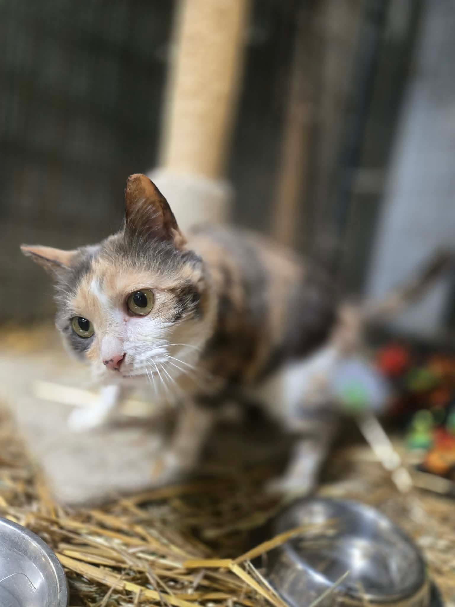 Lucy Lu, adopted, Young Female Domestic Medium Hair.