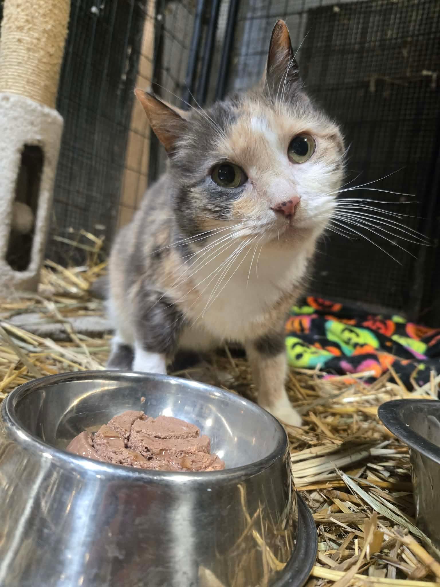 Enlarge Lucy Lu, an adopted mixed breed in Macomb, MI image 2/2