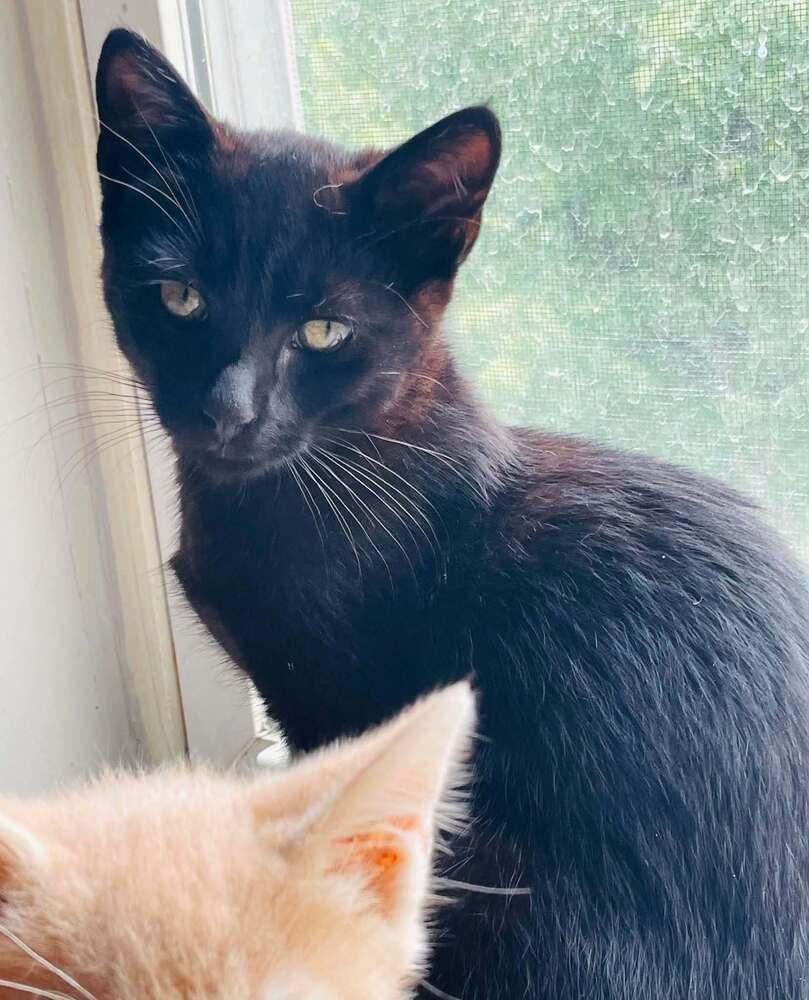 Enlarge Kylo, a Adoptable Domestic Short Hair in Salisbury, NC image 1/1