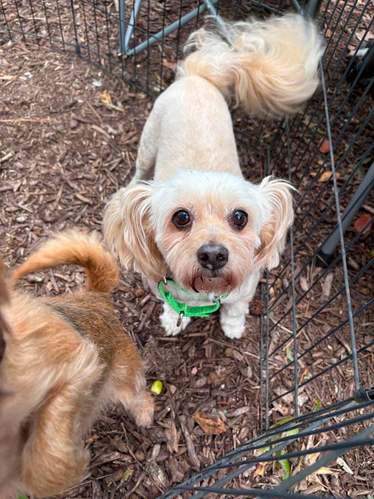 Enlarge Sandy, a Adoptable mixed breed in Virginia Beach, VA image 1/2