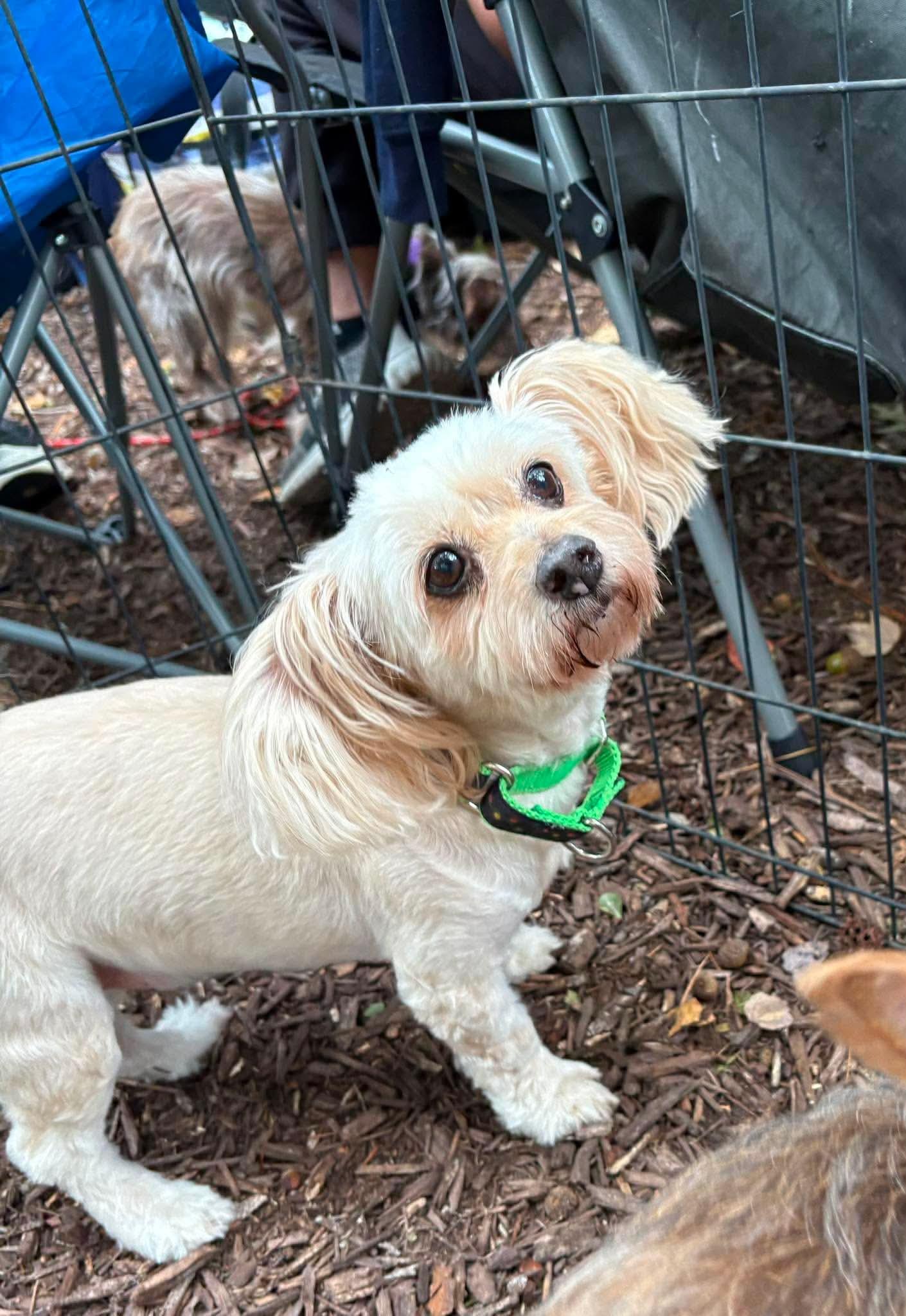 Enlarge Sandy, a Adoptable mixed breed in Virginia Beach, VA image 2/2