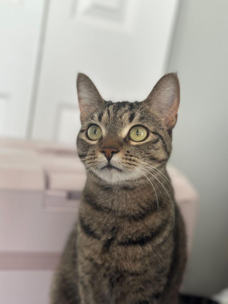 Brenda, Adoptable, Young Female Domestic Short Hair.