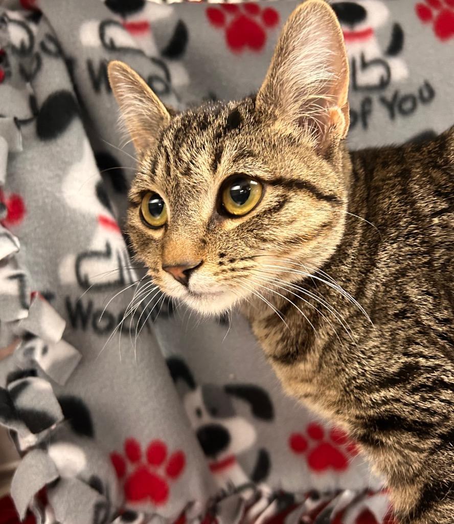 Brenda, Adoptable, Young Female Domestic Short Hair.