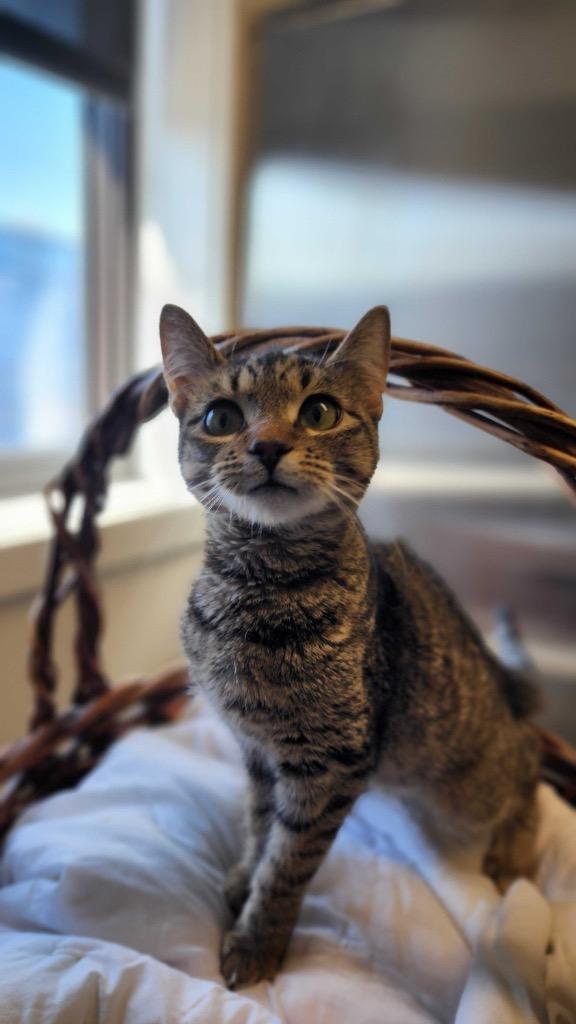 Enlarge Brenda, a Adoptable mixed breed in Minot, ND image 2/5