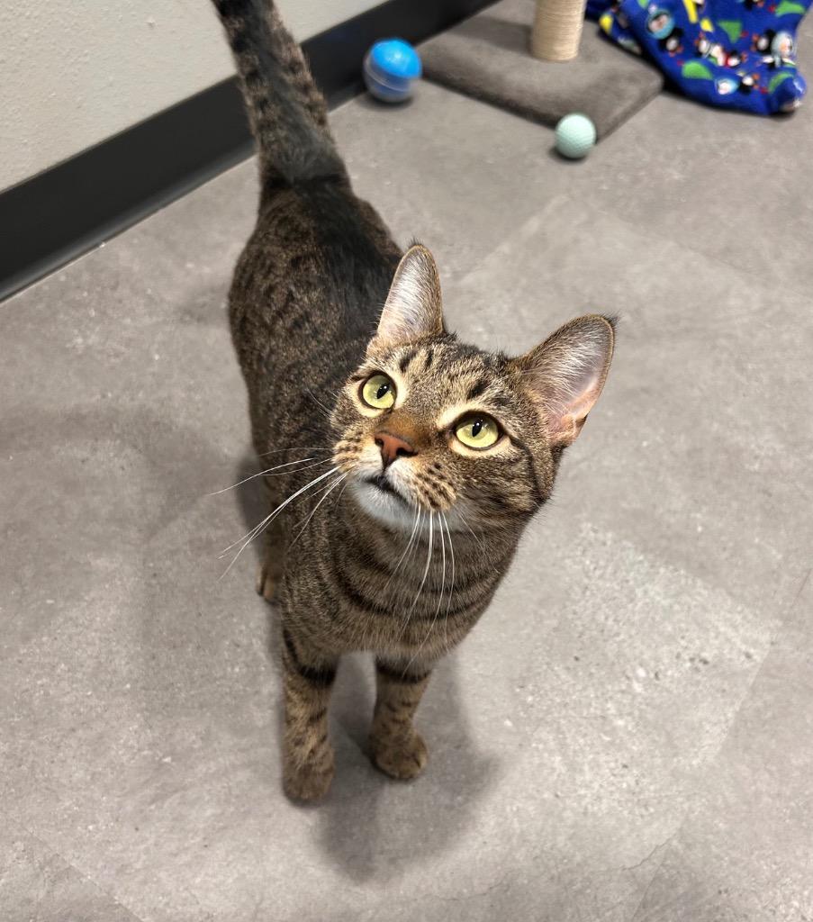 Enlarge Brenda, a Adoptable mixed breed in Minot, ND image 3/5