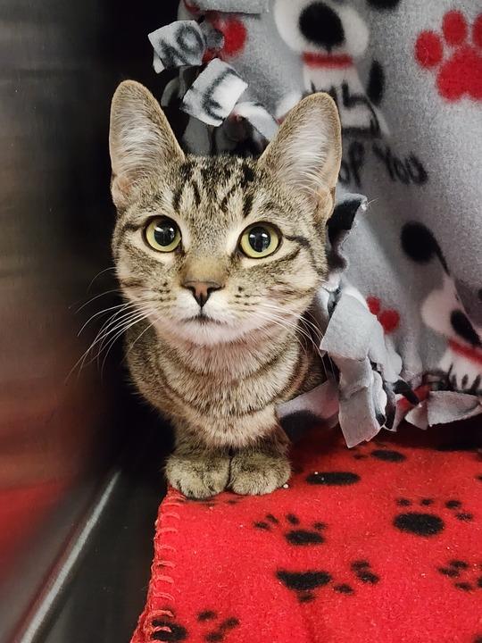 Enlarge Brenda, a Adoptable mixed breed in Minot, ND image 4/5