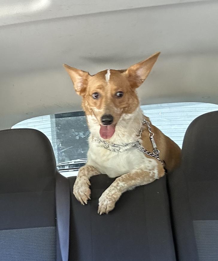 Enlarge Rex, an adopted mixed breed in Roswell, GA image 3/4
