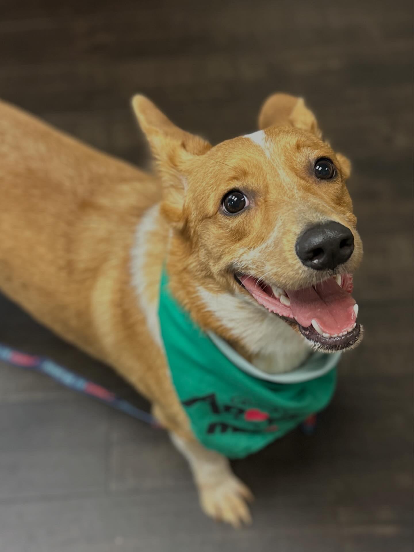 Rex, adopted, Young Female Pembroke Welsh Corgi & Australian Cattle Dog / Blue Heeler.
