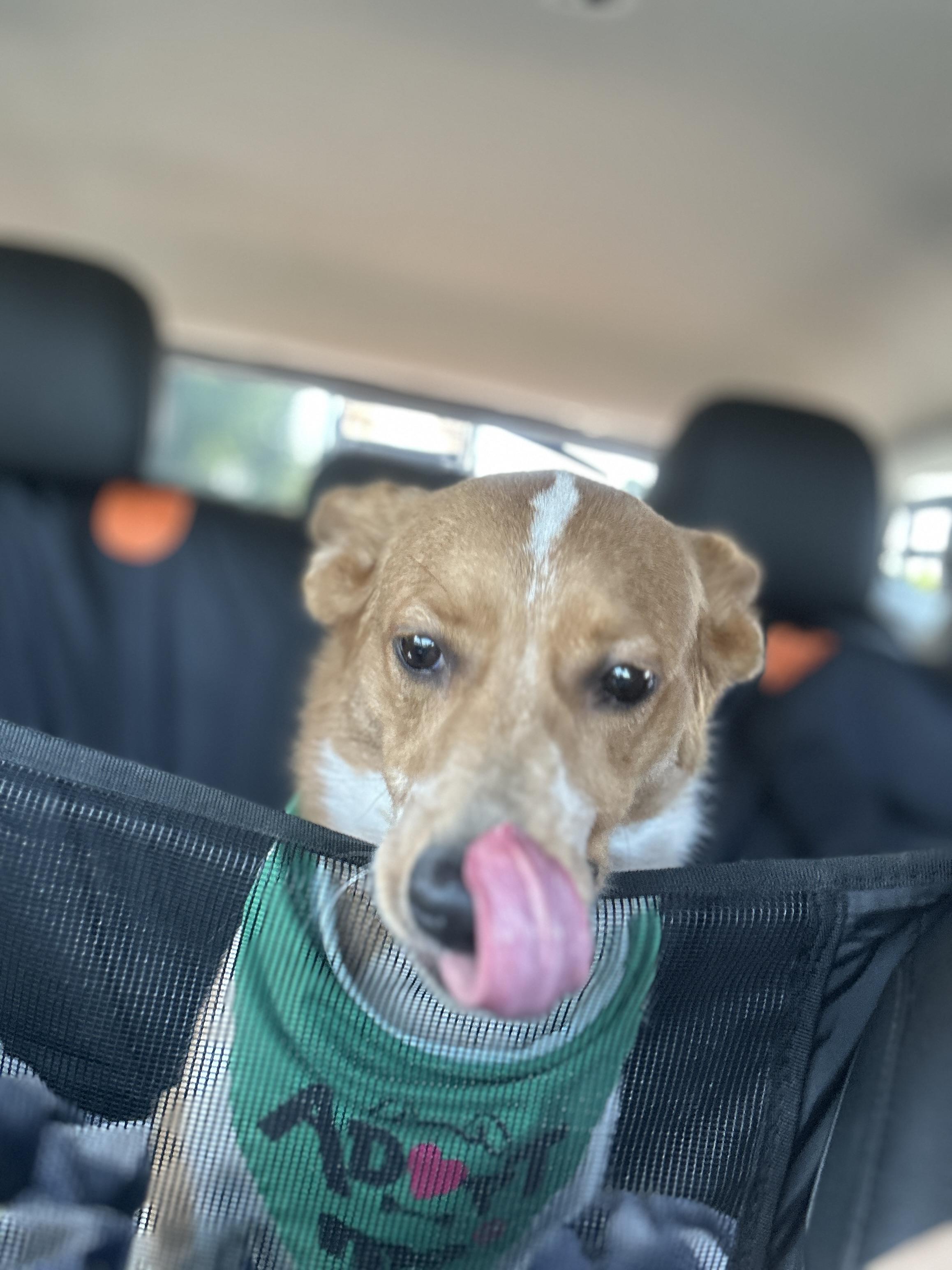 Enlarge Rex, an adopted mixed breed in Roswell, GA image 2/4