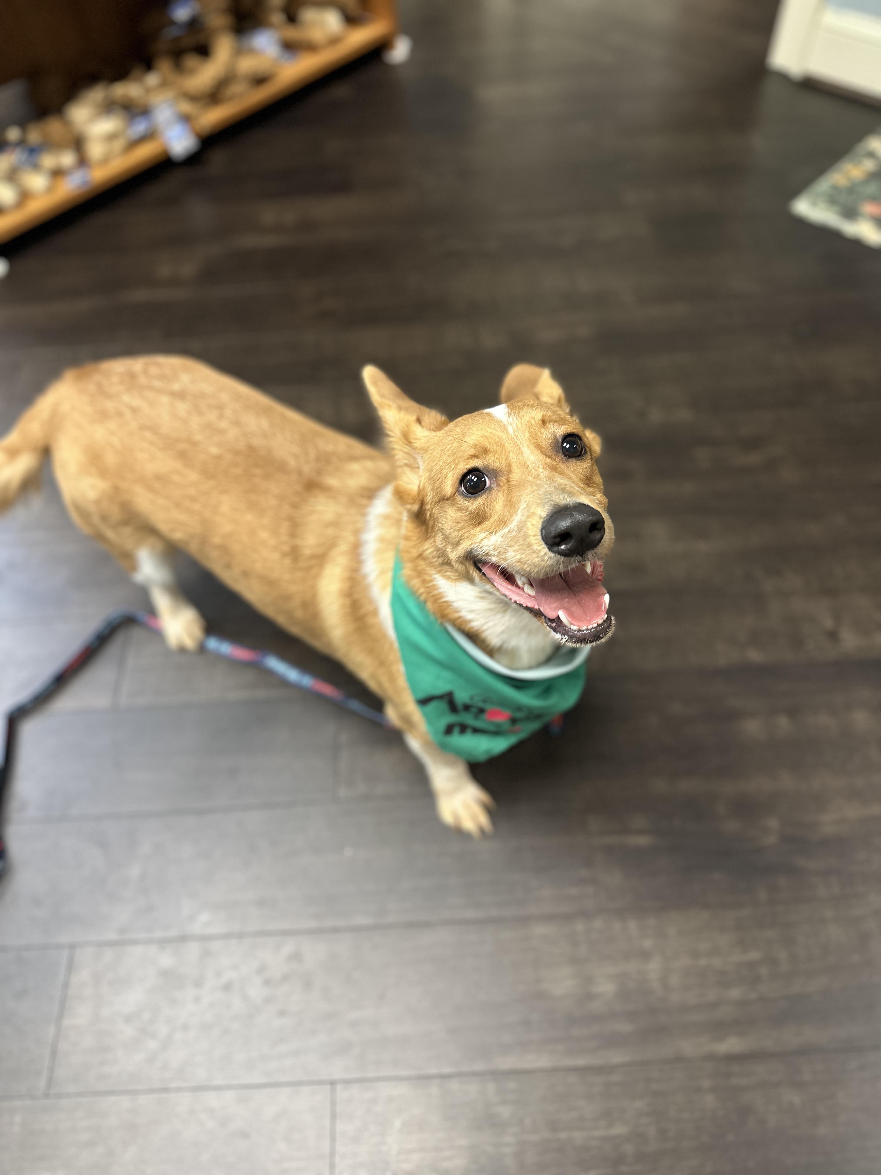 Enlarge Rex, an adopted mixed breed in Roswell, GA image 4/4