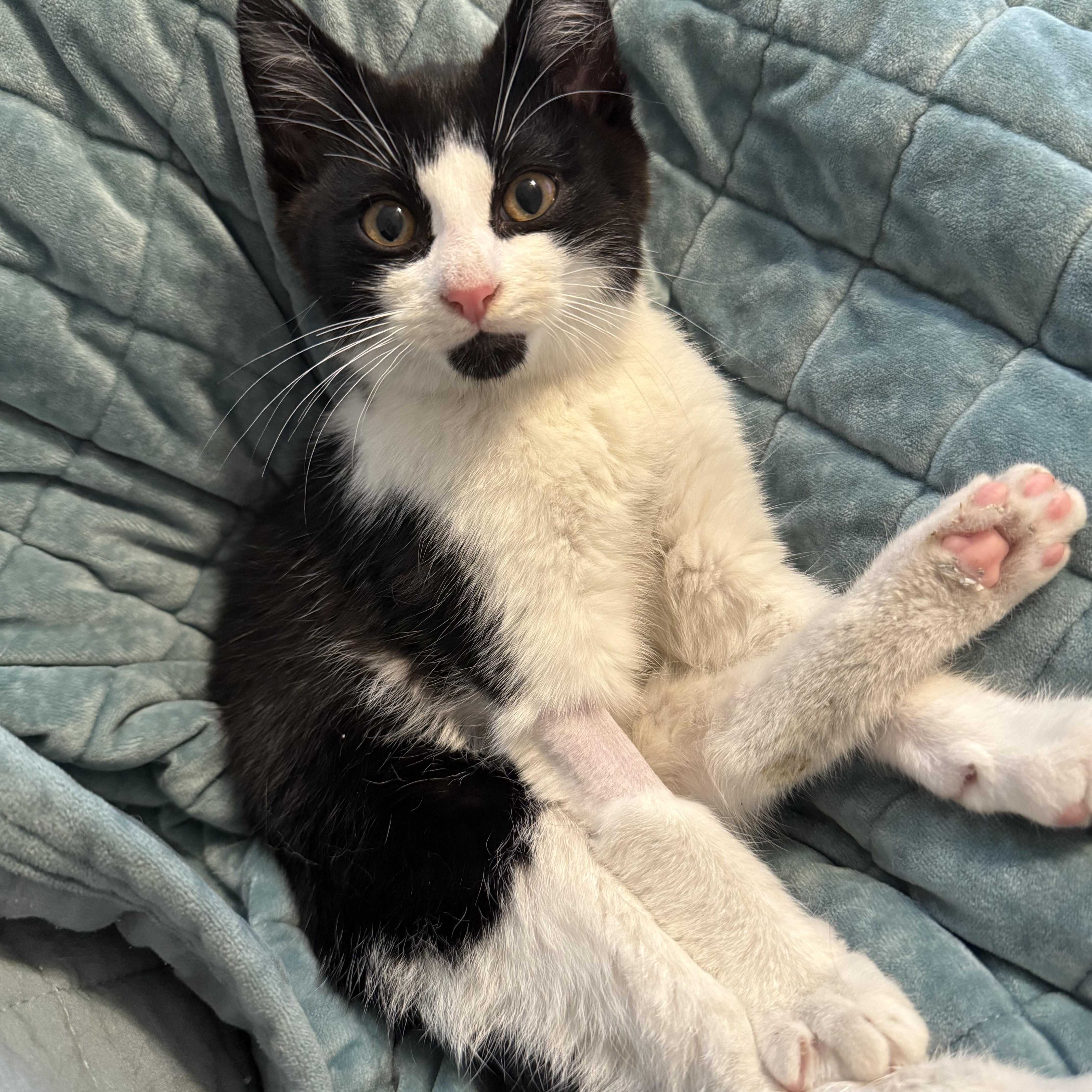 Enlarge Diggy, an adopted Domestic Short Hair in Tallahassee, FL image 2/2