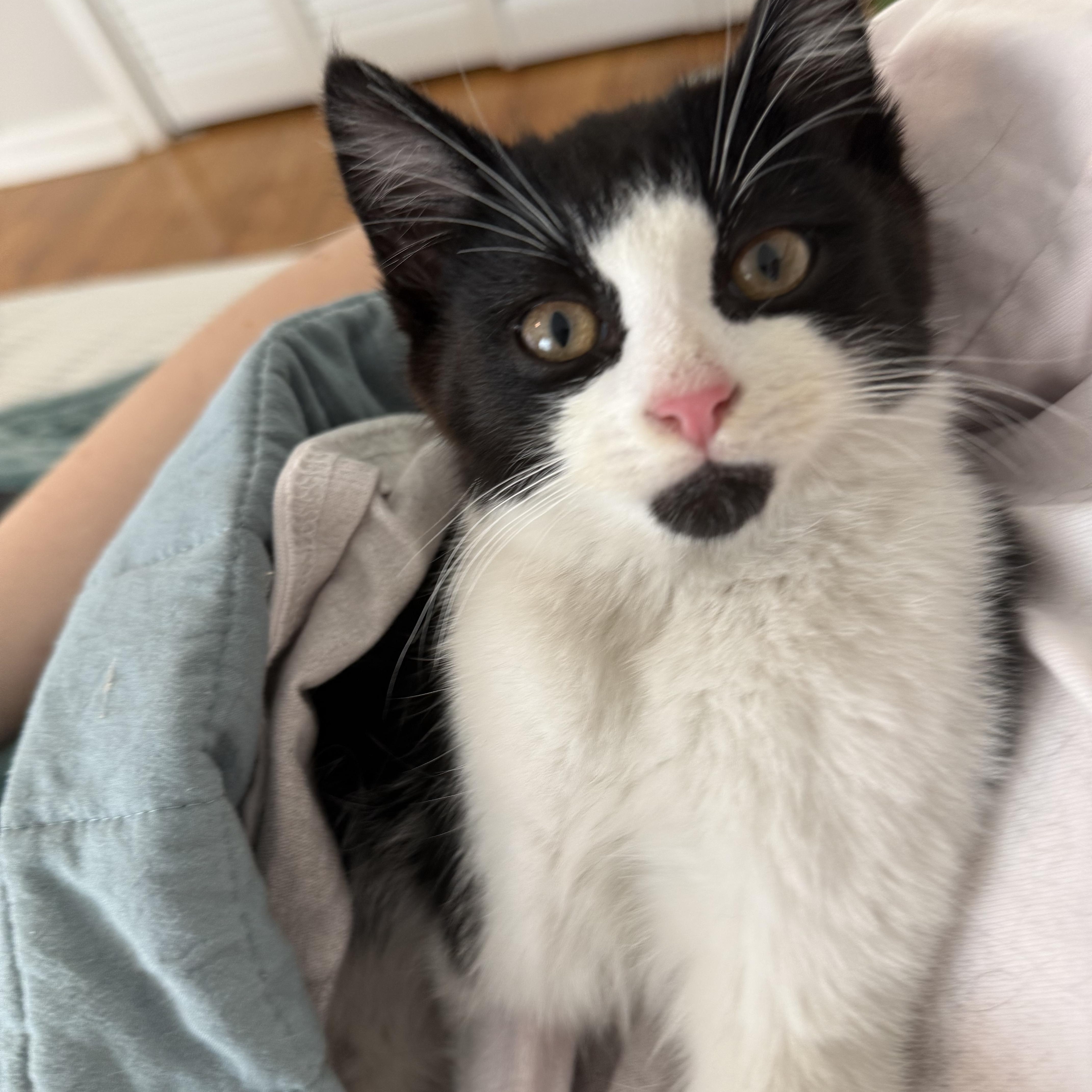 Enlarge Diggy, an adopted Domestic Short Hair in Tallahassee, FL image 1/2