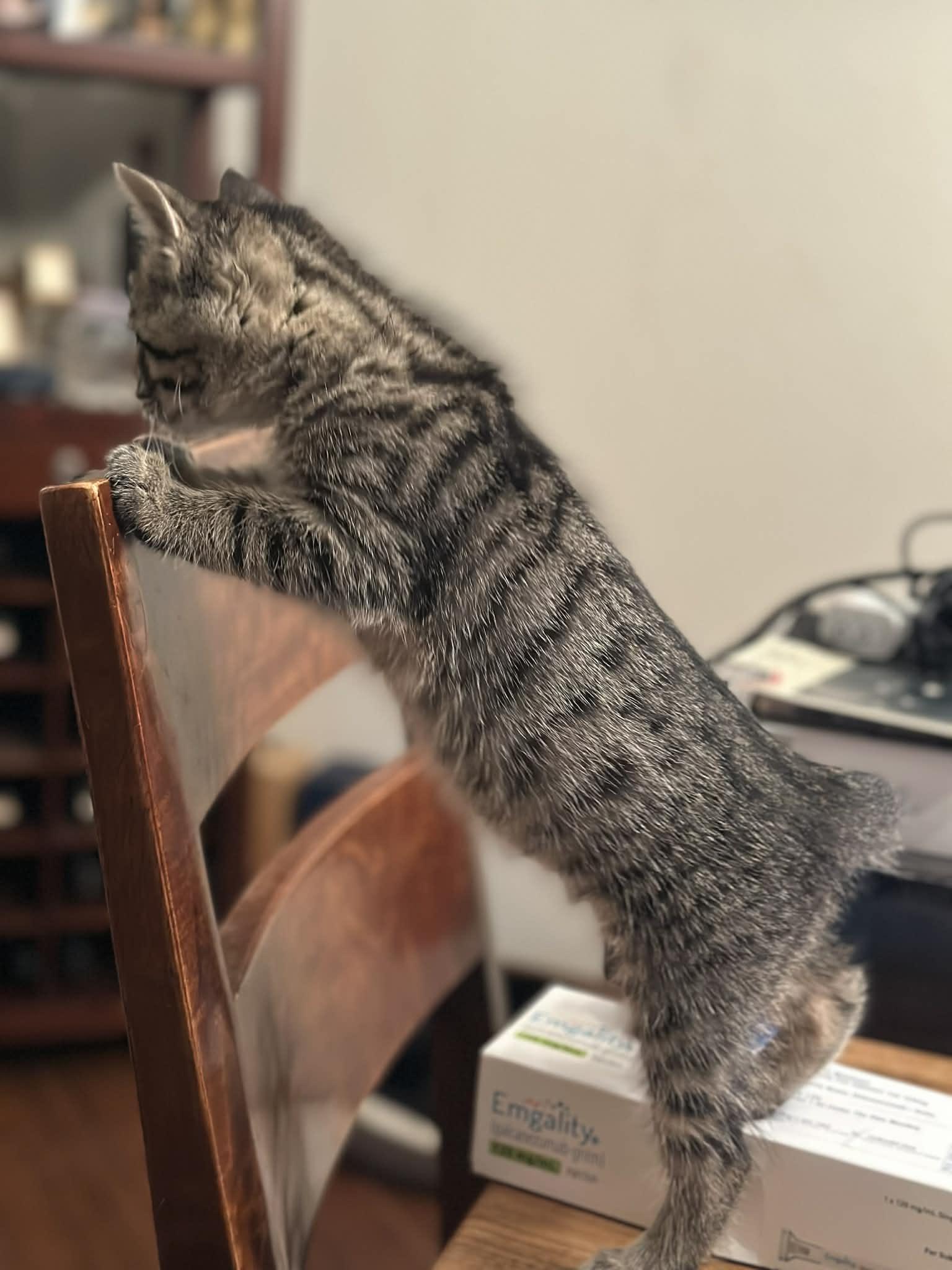 Tiger, a Adoptable Domestic Short Hair in Tehachapi, CA image 2/3