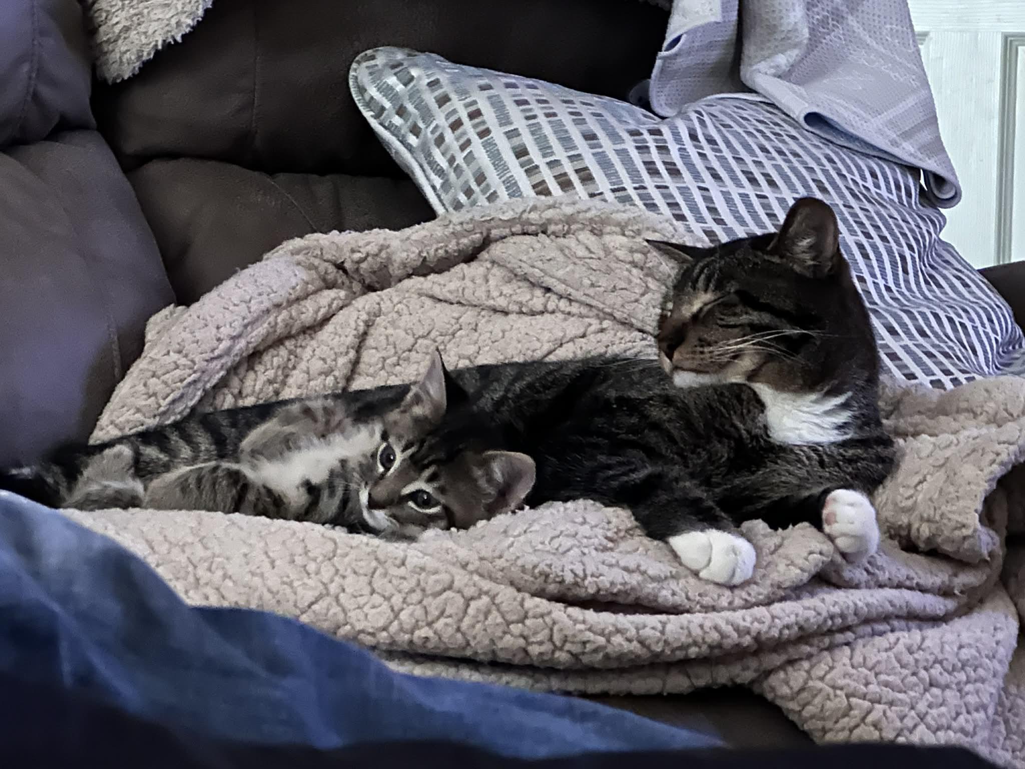 Tiger, a Adoptable Domestic Short Hair in Tehachapi, CA image 3/3