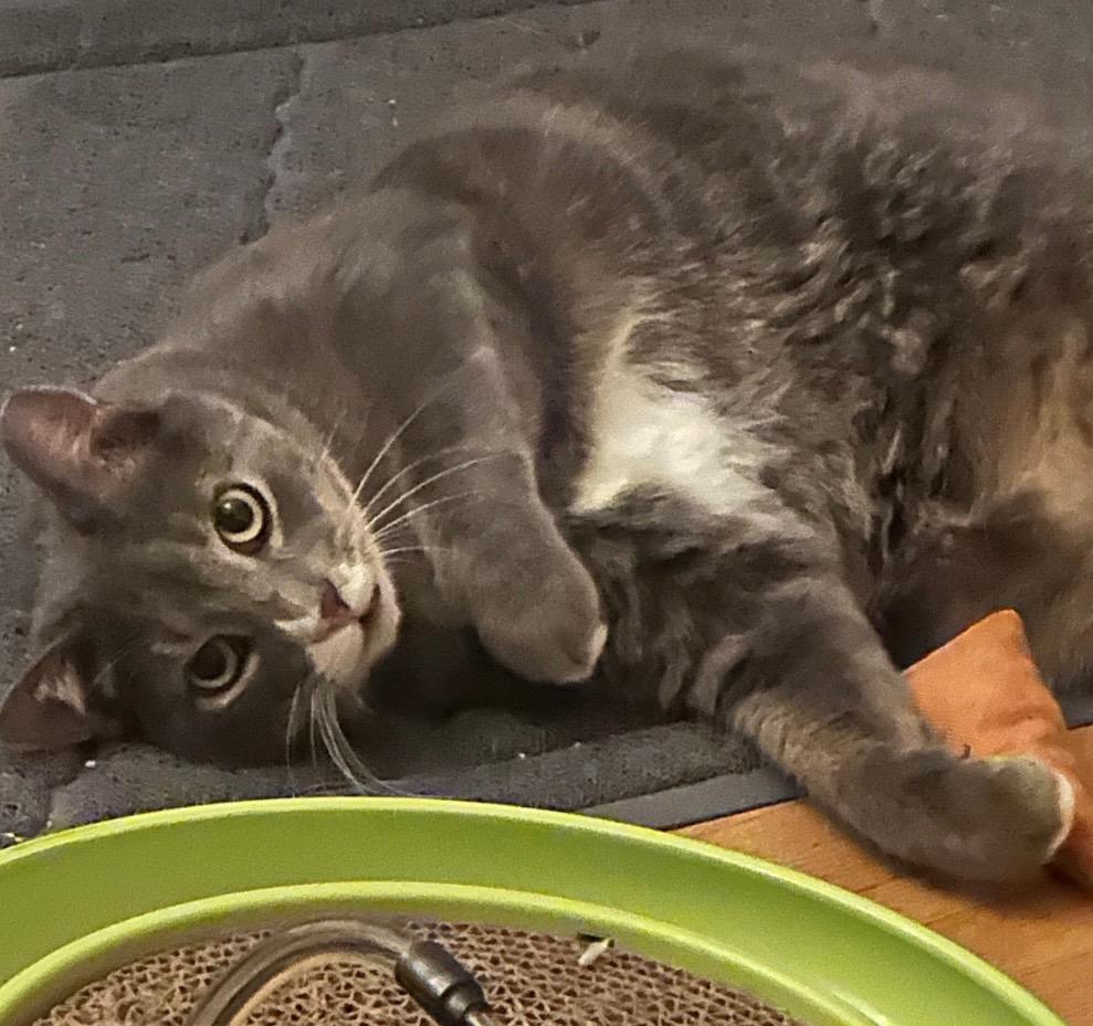 Nugget, Adoptable, Adult Male Domestic Short Hair.