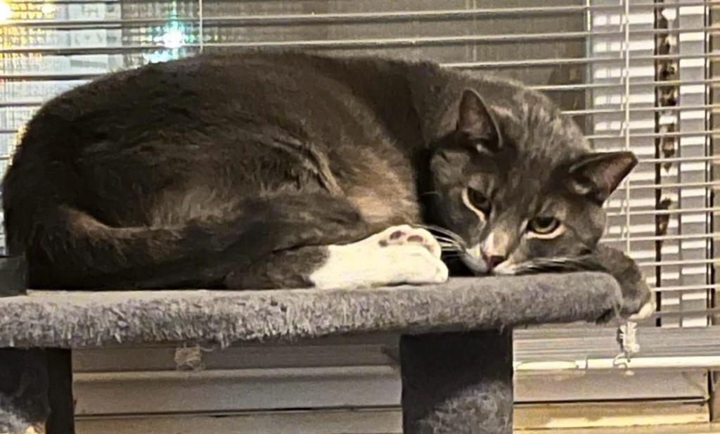 Enlarge Nugget, a Adoptable mixed breed in Ewing, NJ image 1/3